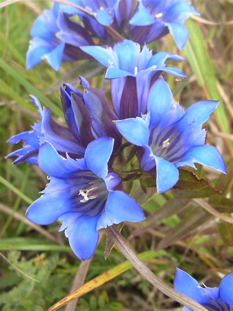 ngentain|gentian plant.